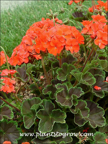 Nice orange flowers with the dark zonal leaves